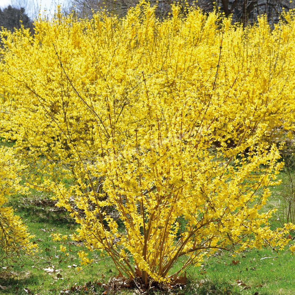 Форзиция промежуточная Нимбус