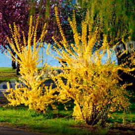 Форзиция промежуточная Голдзаубер