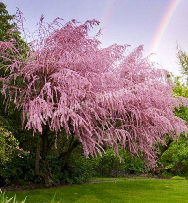 Тамарикс четырехтычинковый