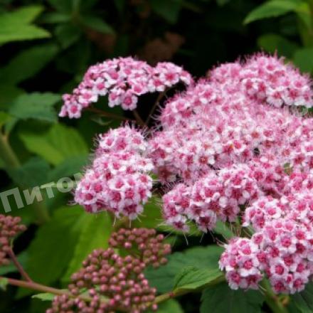 Спирея японская Спарклинг Шампэйн