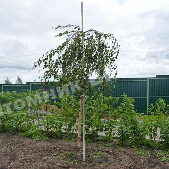 Береза плакучая Юнги