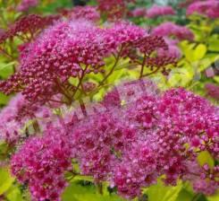 Спирея японская Спарклинг Карпет