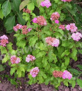 Спирея Бумальда