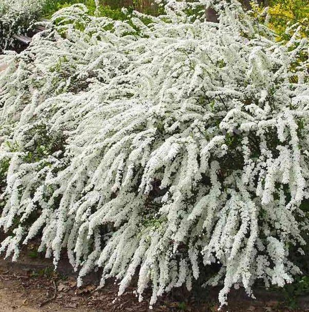 Спирея Аргута