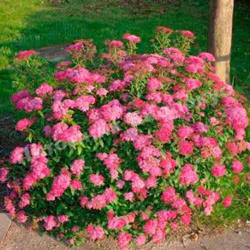 Спирея японская Дартс Ред