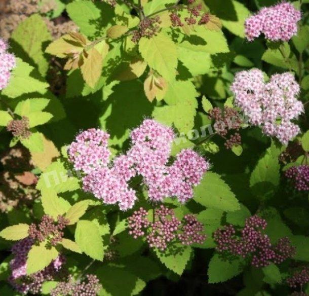 Спирея японская Грин энд Голд