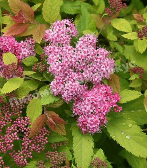 Спирея японская Дабл Плей Биг Бенг