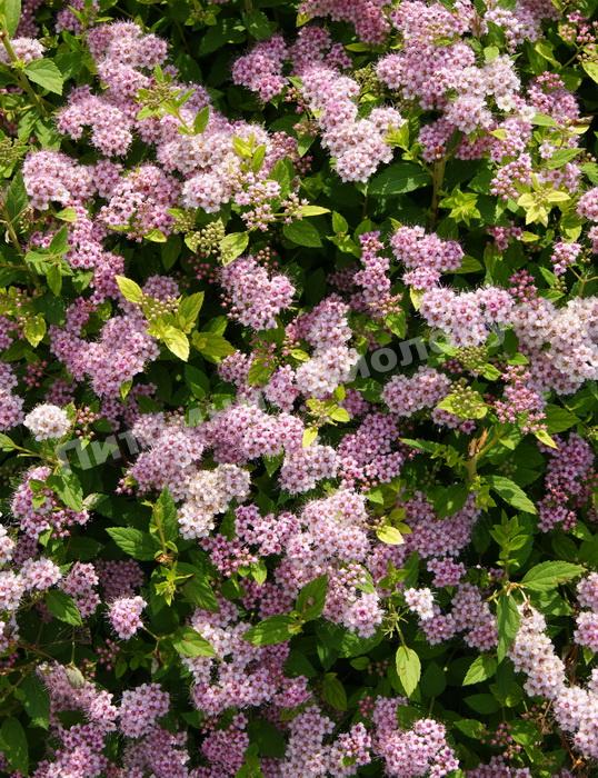 Спирея японская Суперстар