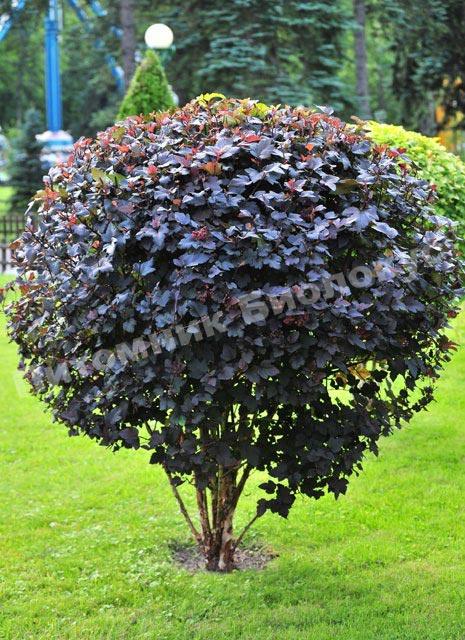 Спирея Рэд Дьяболо