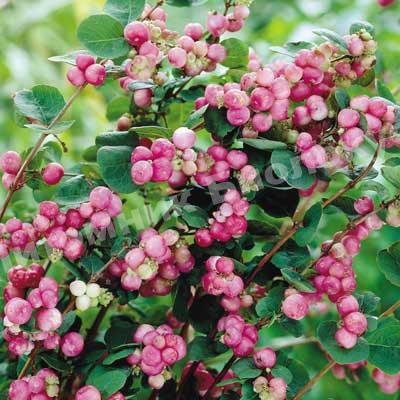 Снежноягодник Доренбоза Мэджик Берри