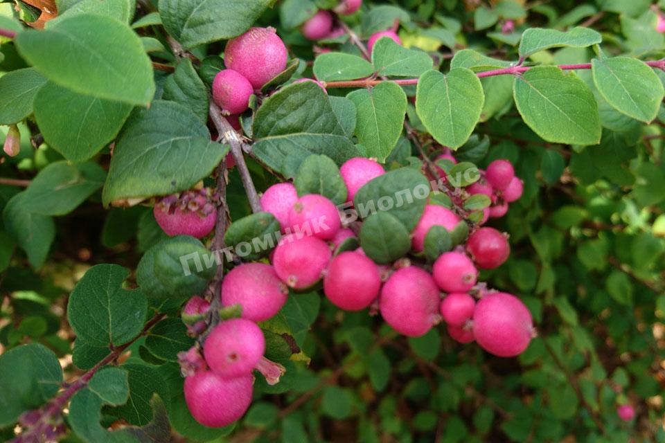 Снежноягодник хенаульта Хэнкок