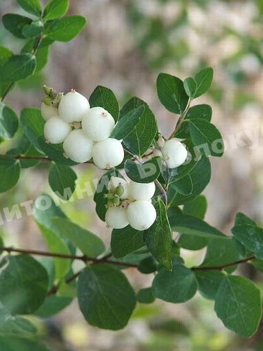 Снежноягодник белый слабоблестящий