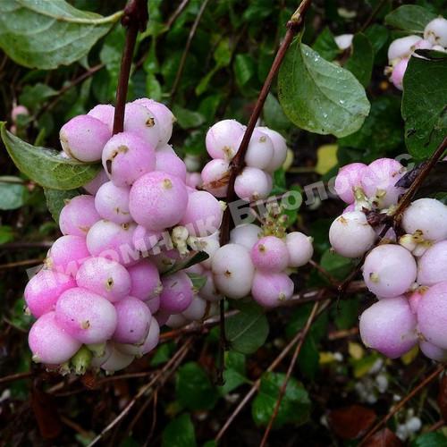 Снежноягодник доренбоза Мазероф Перл