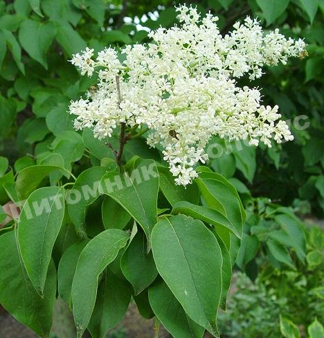 Сирень сетчатая