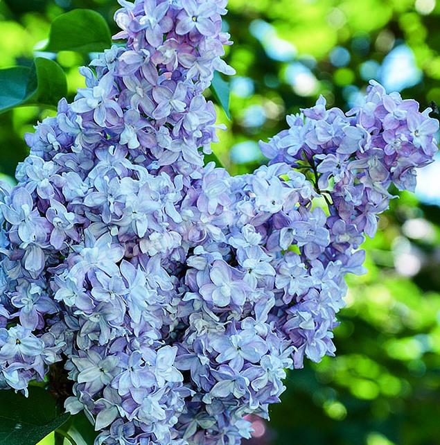 Сирень обыкновенная Небо Москвы