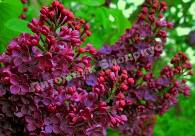 Сирень обыкновенная Знамя Ленина