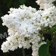 Сирень обыкновенная Мадам Лемуан