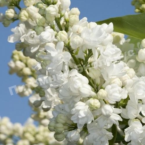 Сирень обыкновенная Эллен Уиллмотт