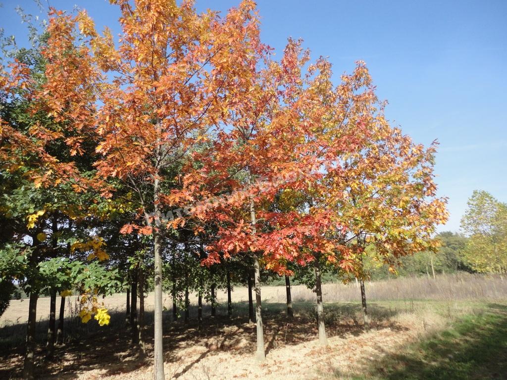 Дуб красный