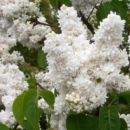 Сирень обыкновенная Память о Колесникове