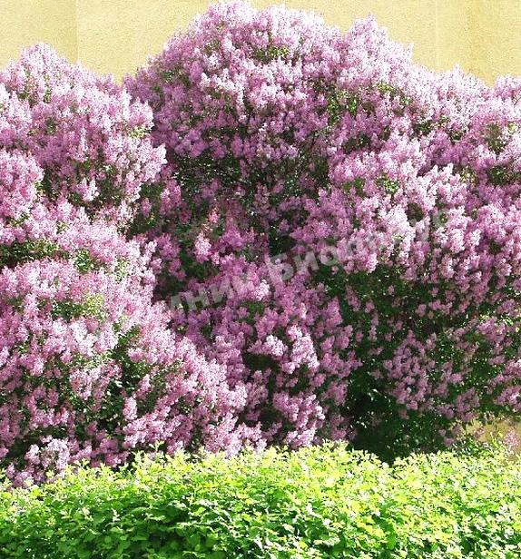 Сирень Венгерская