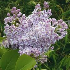 Сирень обыкновенная Лила Вандер