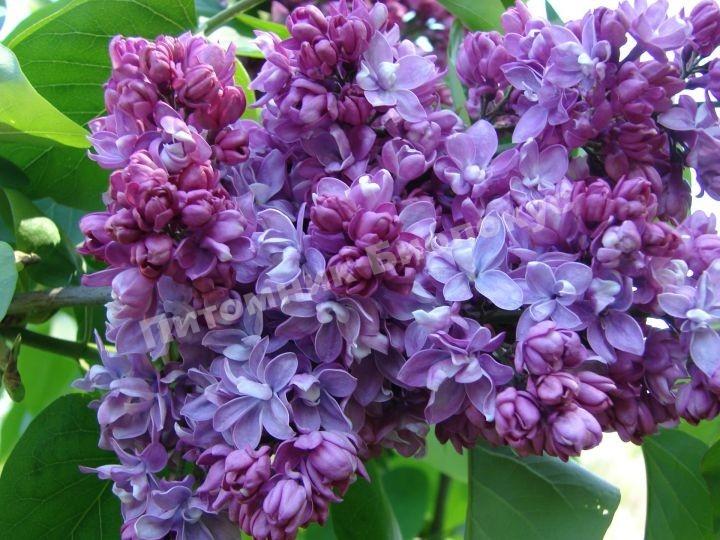 Сирень обыкновенная Профессор Хозер