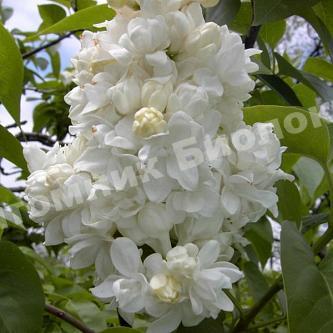 Сирень обыкновенная махровая