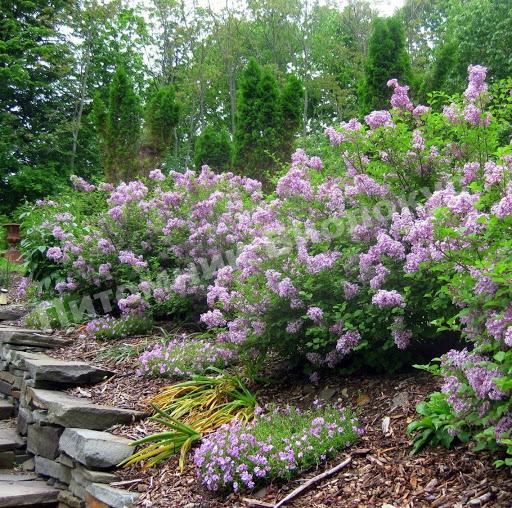 Сирень раскидистая Мисс Ким