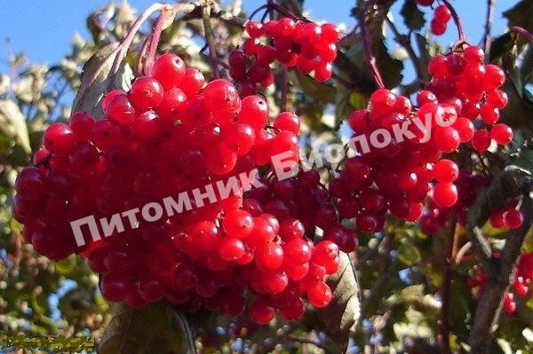 Калина Рябинушка