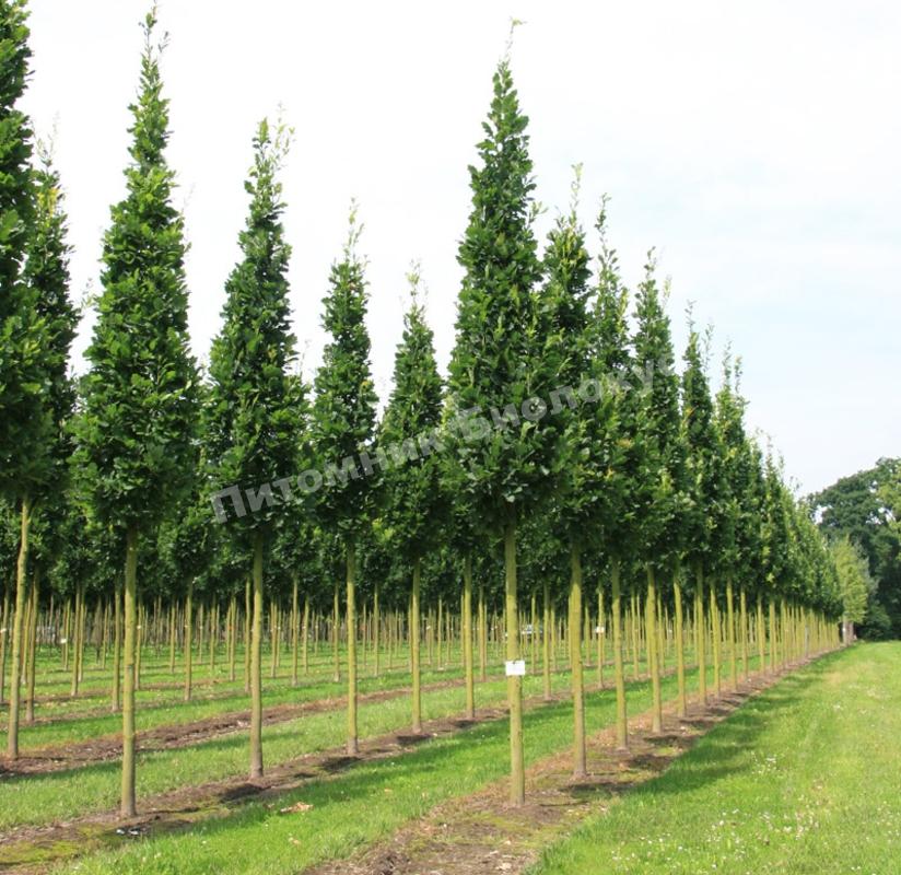 Дуб черешчатый