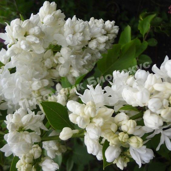 Сирень Алиса Хардинг