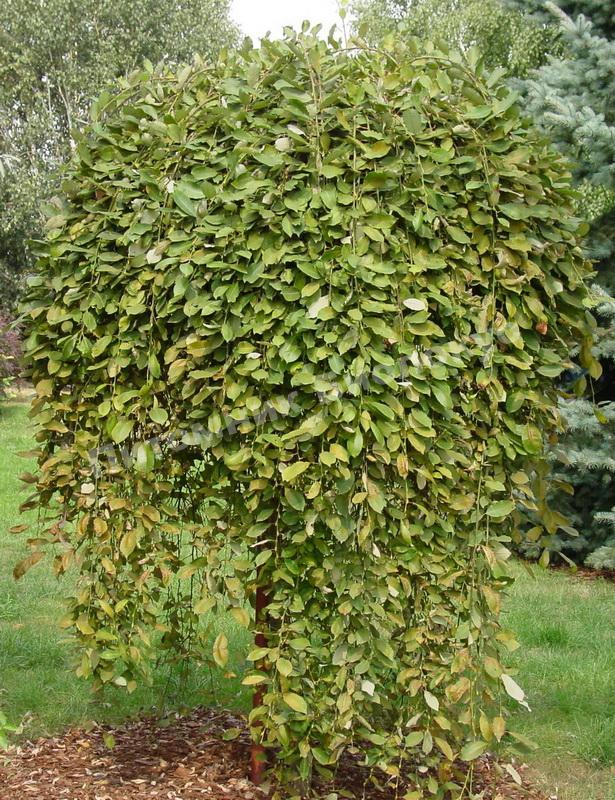 Ива козья килмарнок