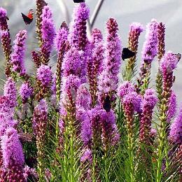 Сирень Престон Геоплана