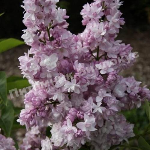 Сирень обыкновенная Роз де Москоу