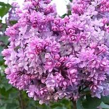 Сирень обыкновенная Колхозница