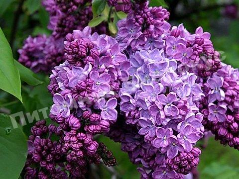 Сирень космос