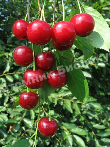 Вишня Малышка