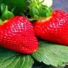 Клубника Мурано — фото сорта