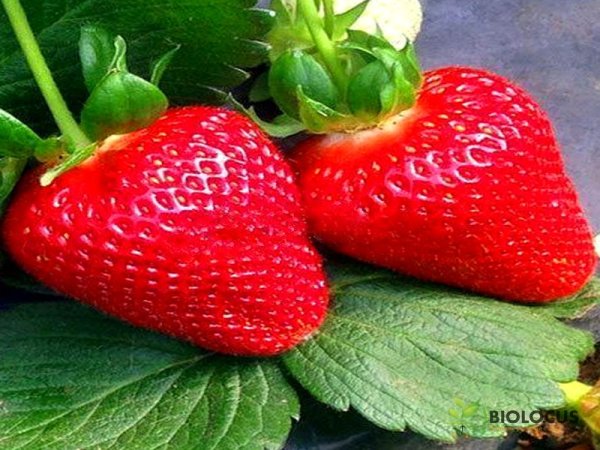 Клубника Мурано — фото сорта