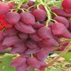 Виноград Дубовский розовый — фото сорта