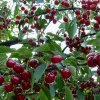 Вишня Конкурентка — фото сорта