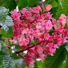 Каштан мясо красный