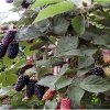 Ежевика Карака Блэк — фото сорта