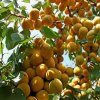 Абрикос Водолей — фото сорта