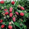 Малина Брянское диво — фото сорта