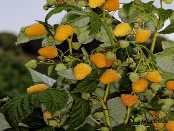 Малина Жёлтый гигант — фото сорта