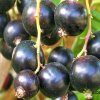 Смородина чёрная Перун — фото сорта