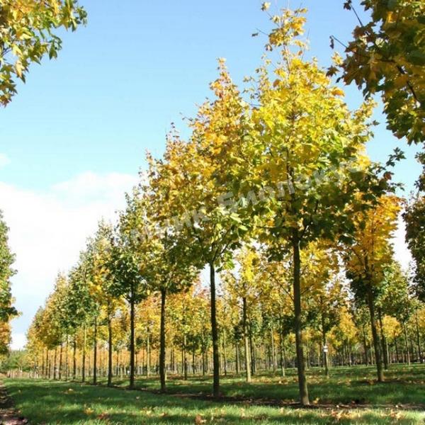 Клен остролистный