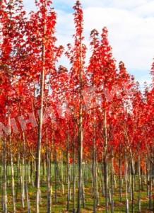 Клен Канадский сахарный